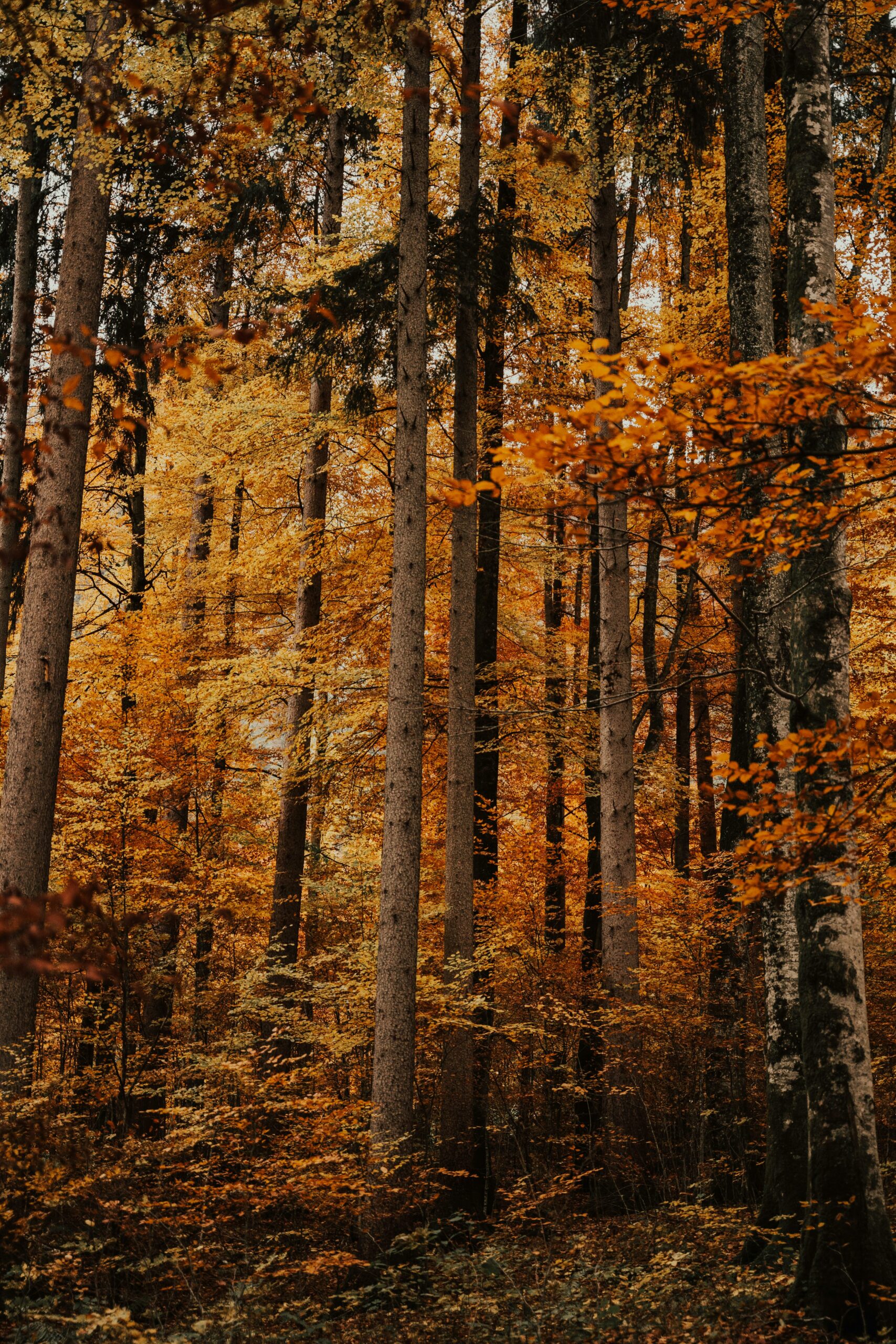 pexels-alesiakozik-6019906